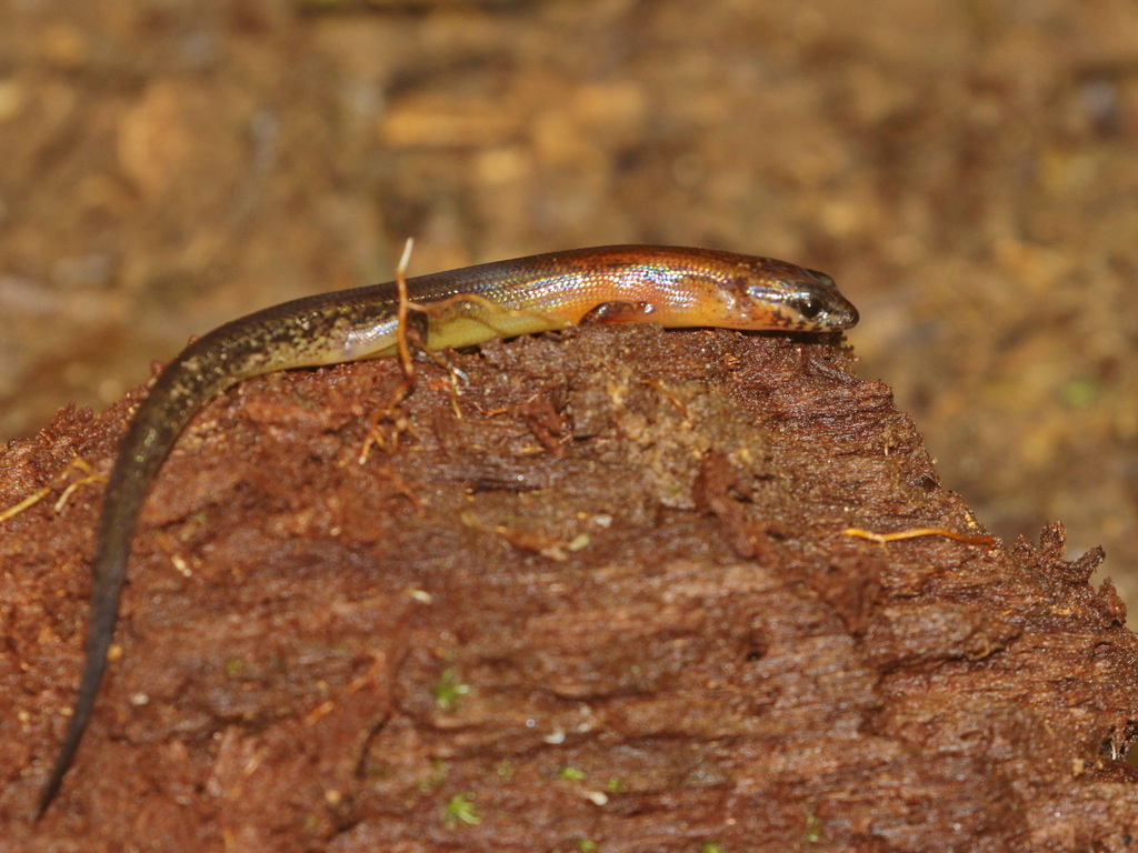 Butler's Forest Skink