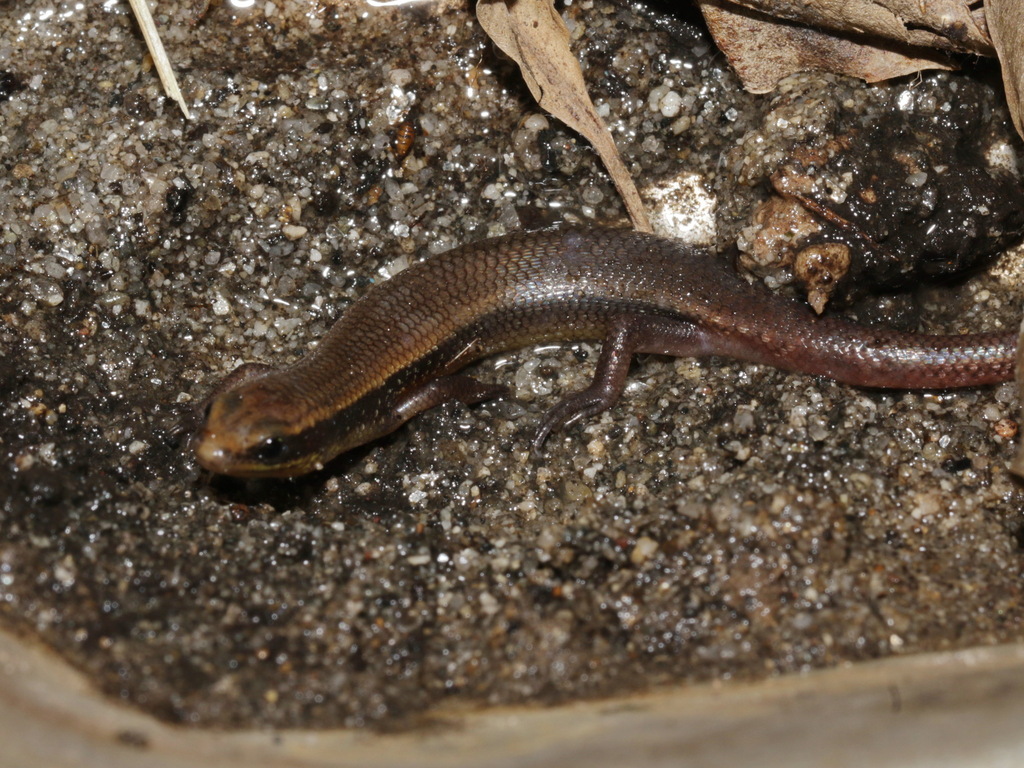 Herbert’s Supple Skink