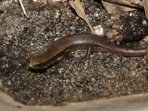 Herbert’s Supple Skink, Subdoluseps herberti