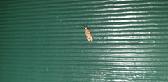 Lobesia xylistis