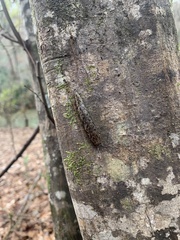 Philomycus carolinianus