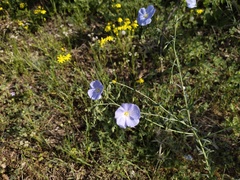 Linum austriacum