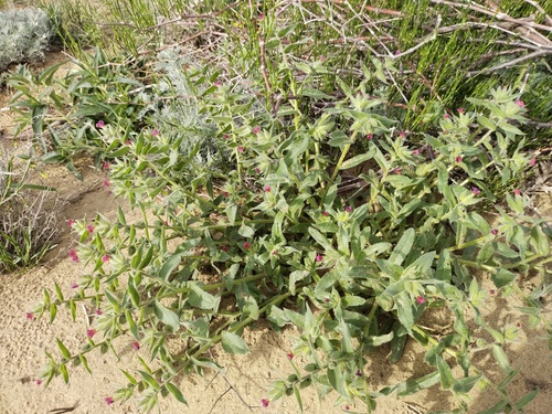 Nonea rosea, photograph 4