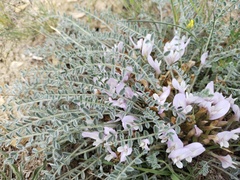 Astragalus dolichophyllus