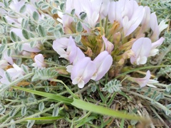 Astragalus dolichophyllus