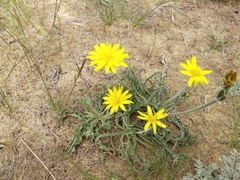 Pseudopodospermum molle