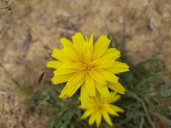 Pseudopodospermum molle