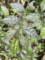 Pellionia radicans