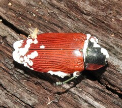 Temognatha variabilis