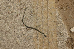 Philothamnus hoplogaster