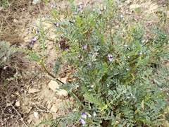 Astragalus guttatus