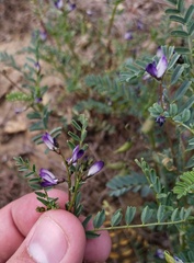 Astragalus guttatus