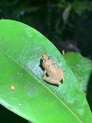Pristimantis trachyblepharis