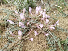 Astragalus dolichophyllus