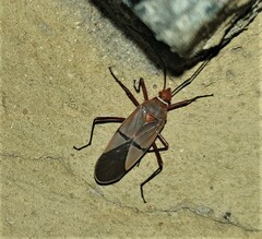 Dysdercus intermedius