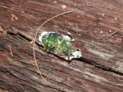 Temognatha variabilis