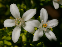 Philotheca difformis smithiana