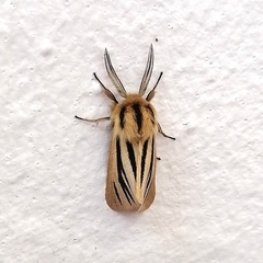 Acantharctia latifasciata