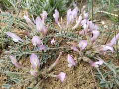 Astragalus dolichophyllus