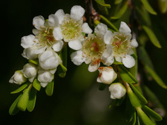 Triplarina imbricata