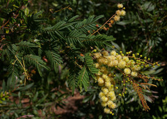Acacia oshanesii