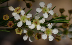 Sannantha angusta