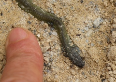 Philothamnus hoplogaster