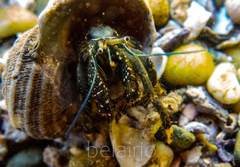 Clibanarius virescens