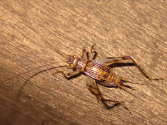 Svistella bifasciata