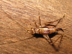 Svistella bifasciata