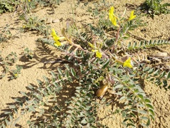 Astragalus longipetalus