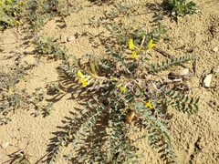 Astragalus longipetalus