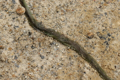 Philothamnus hoplogaster