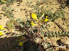 Astragalus longipetalus