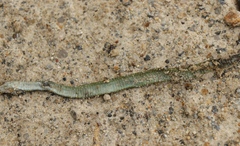 Philothamnus hoplogaster