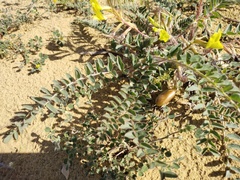Astragalus longipetalus