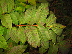 Toxicodendron vernicifluum