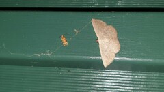 Lobesia xylistis