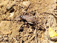 Melanogryllus desertus