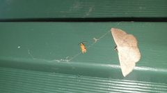 Lobesia xylistis