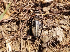 Capnodis tenebrionis