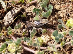 Capnodis tenebrionis