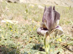 Iris acutiloba