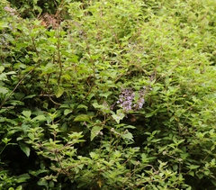 Plectranthus fruticosus