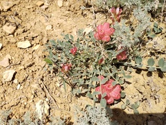 Astragalus calycinus