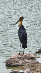 Leptoptilos javanicus