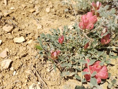 Astragalus calycinus