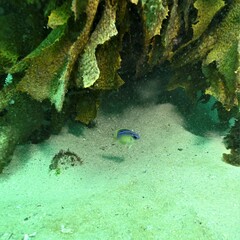 Mecaenichthys immaculatus