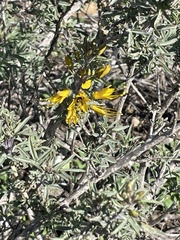 Parancistrocerus declivatus