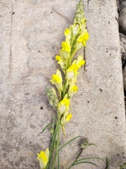 Linaria odora